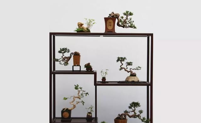  小品组合@微盆景展获奖作品精选，一起来养养眼