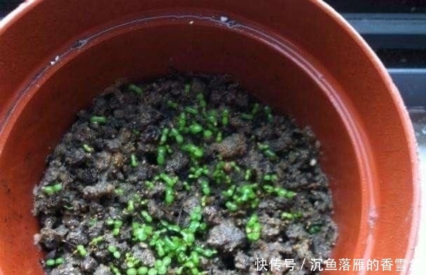草莓@阳台上盆栽草莓,好吃好种又好看,结的果子四季吃不完!