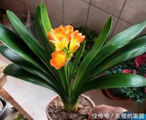  『养花』家中养花，浇水、施肥如何掌控？原来是有“要求”的！