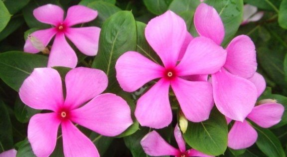  [立夏]这5款花卉，立夏就“开花机器”，春意盎然，繁花似锦，绚丽多彩
