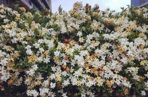  [花香]1种花能养50年，叶子油亮，开花勤，花香扑鼻！