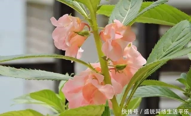 鲜花总|此花是很有趣的花,颜色娇艳,就像是一个亭亭玉立的姑娘一样