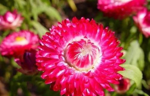  「优良」客厅养花，那就养”优良名菊“鳞托菊，花开如鱼儿嬉戏，精美绝伦