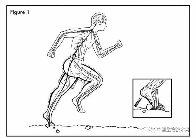  #研究#上万元的跑鞋还买吗？！一项关于跑步的研究：穿跑鞋的可能还不如光脚的