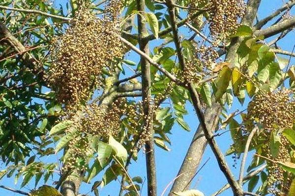 这种树看到它的人都退避三舍 却被大量种植 分泌的液体每斤600元
