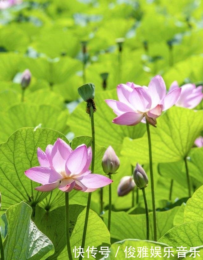  白莲■农村的水里长着一种庄稼，它的果实是莲花的宝藏，每公斤3