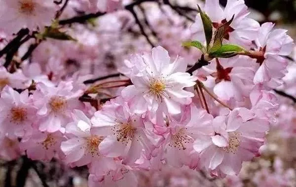 阳春三月,群芳争艳!来看西安这些“花花世界”的最佳踏春赏花指南