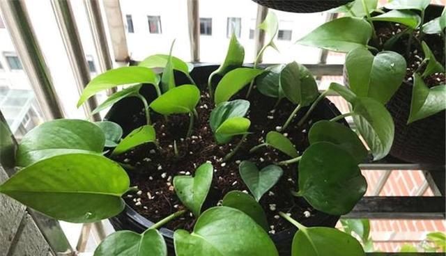  绿萝■绿萝扦插,生根慢?这样操作一下,快速生根,蹭蹭的长