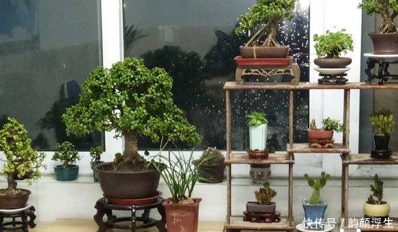 【枝条】路边挖一棵马齿苋,养成老桩做盆景,开花一层层,真值钱了