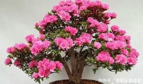 盆栽|别人家的盆栽杜鹃花,为什么总是那么美,而你的总是掉叶子