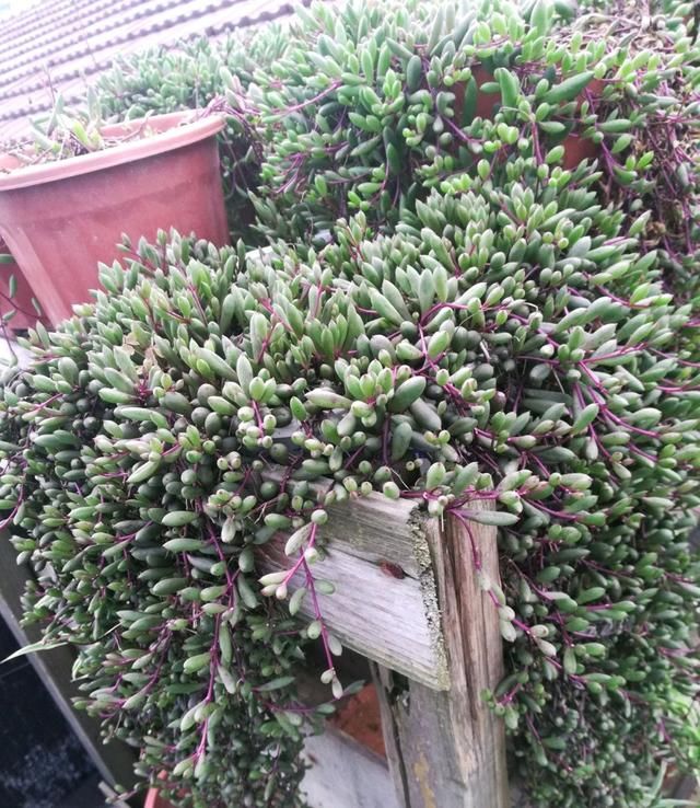  黄花@爱垂吊植物，就养一盆紫珍珠，开黄花爆盆成珍珠瀑布，还叫紫玄月