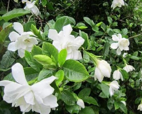『花钱』赵大哥养栀子花,用“它”做自制肥,几乎不花钱,1次开花上百朵