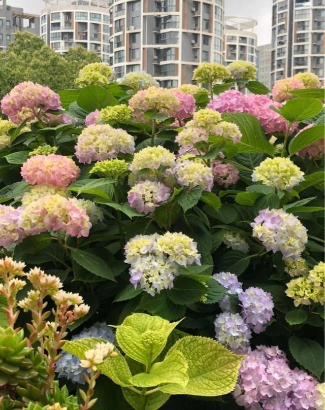  『露台花园』造花园，一定不能少这3种花，每一种都是当之无愧的开花机器！