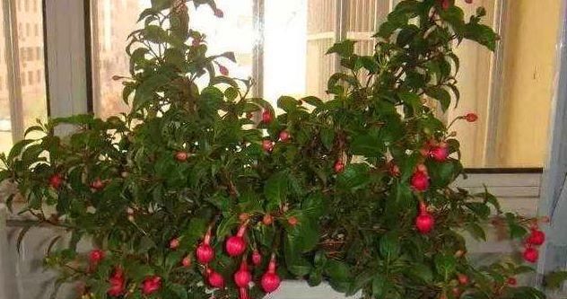  「植物」有3种植物，很多人喜欢养，但夏天别让它淋雨，容易出问题养不好