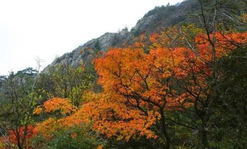 漫山红叶 美了老君山 醉了秋