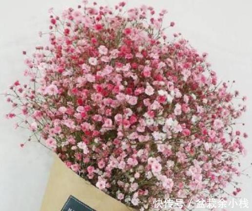  『简直』夏季最爱爆盆花草，越晒越爆盆，开花多又好养，简直美翻了