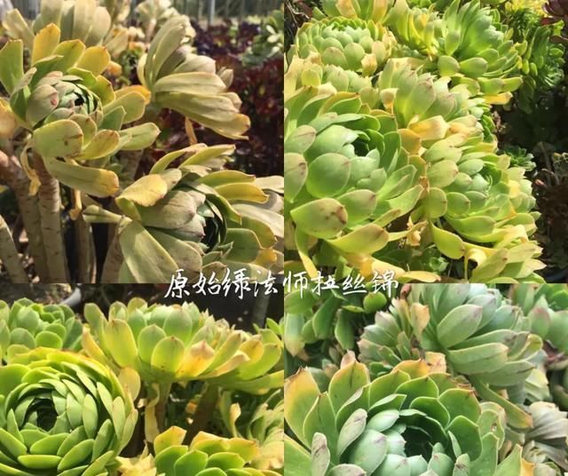  「和成莲座叶」你还傻傻的分不清法师品种吗？百合莉莉属于法师？