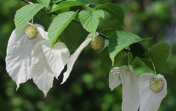  【野生植物】此花，已被列为国家一级重点保护野生植物。