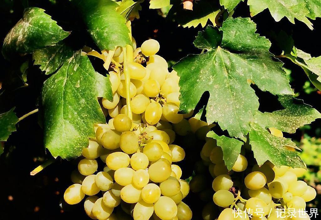  [吐鲁番]葡萄之乡在吐鲁番吗？哈密瓜之乡在哈密吗？错，在新疆