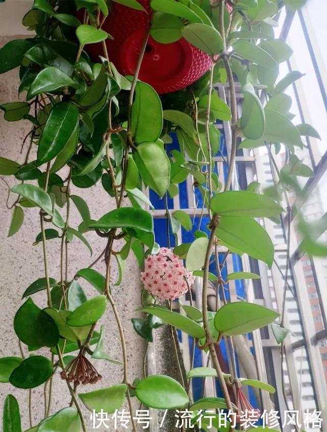 [喜欢]超级耐阴的球兰，养1盆能爬上窗台、房顶，开花比香水还香
