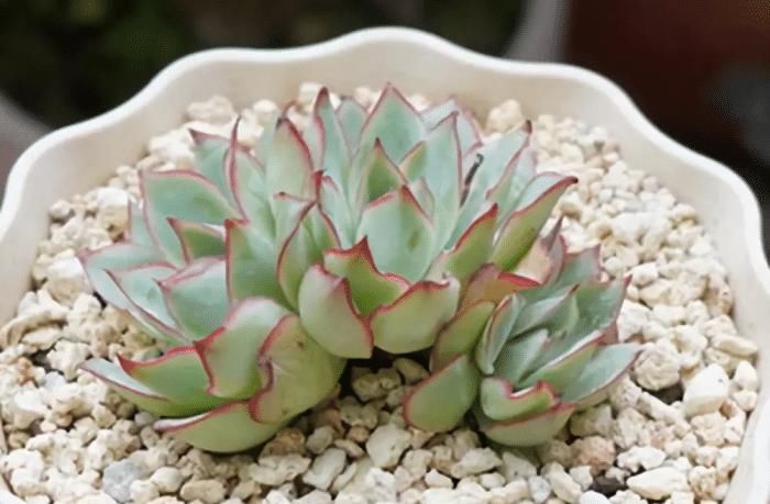 『植物』这6种多肉植物,好好看看,你认识几种,以后见了别再说不认识