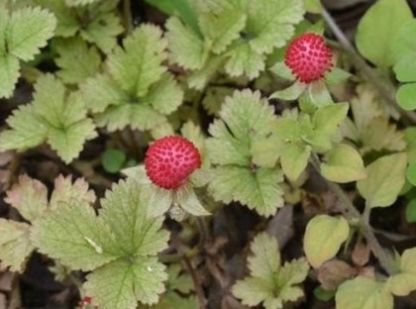  「草莓」农村田边的一种“小草莓”，30年前小孩天天吃，城里人