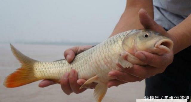 为什么黄河泥沙那么多，鱼还又大又肥？网友一句话阐明道理