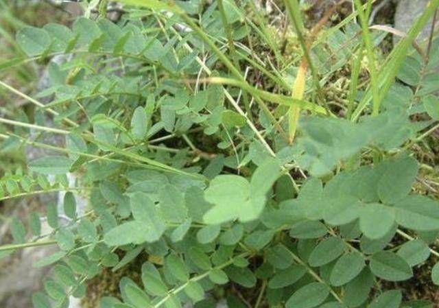  「高度」山坡下的1种“黄芪”，高度有50厘米，犹如“杂草”，殊不知珍贵