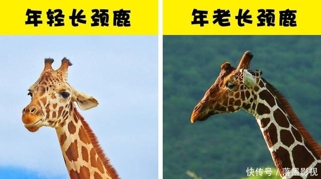  『长颈鹿』关于长颈鹿，你所不知道的10个有趣事实