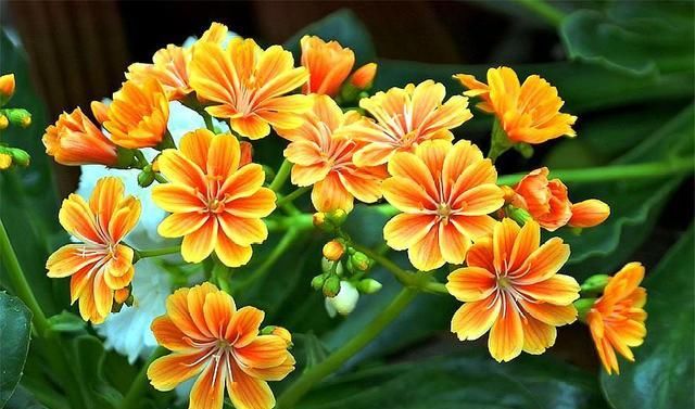 『适合』养多肉就选这3种，个个都是开花机器，花朵漂亮花量大，适合新手