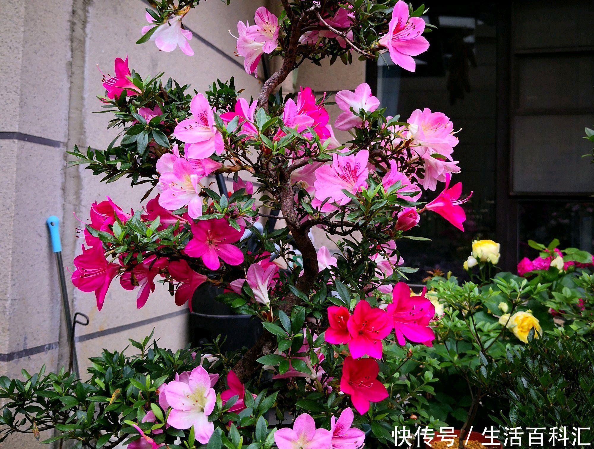 『盆栽』地栽杜鹃花一直绿油油,为什么盆栽的杜鹃花总是黄叶?椰糠所赐