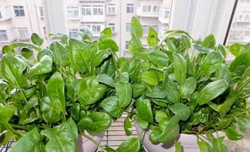  【菠菜】阳台盆栽这些蔬菜，长得快20天上桌，一茬又一茬