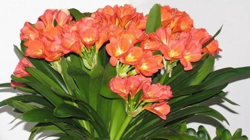  心爱：喜欢在家中养护心爱的花花，就可以选花枝招展，花色绚丽的3种花