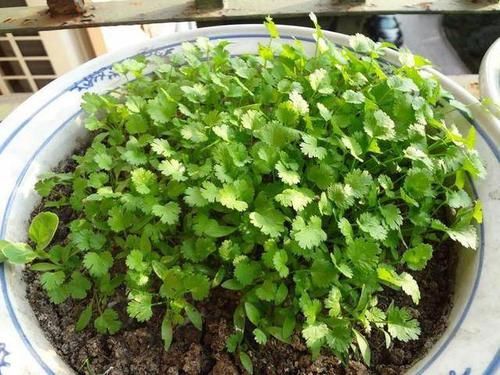  【很快】这4种蔬菜在阳台上种，很快爆盆，还可以边吃边长