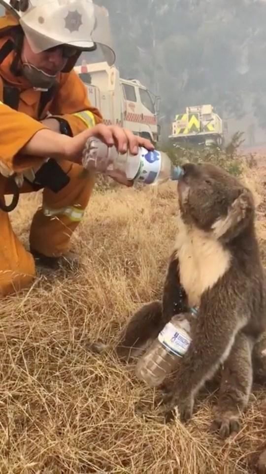澳大利亚大火被烧的考拉