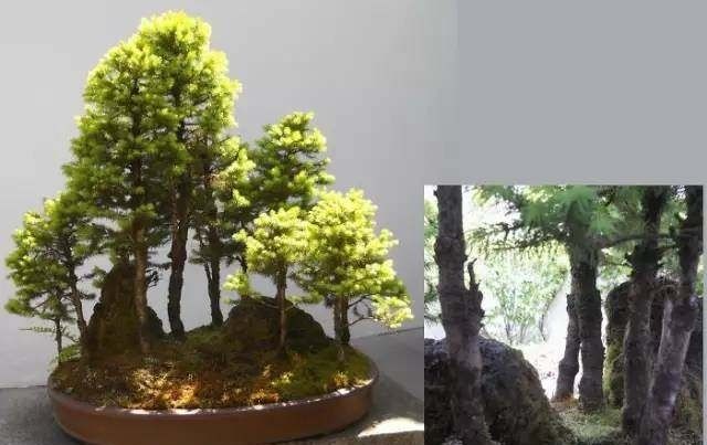 「山水盆景」世界上最美的34个盆景,第1个就美的受不了!
