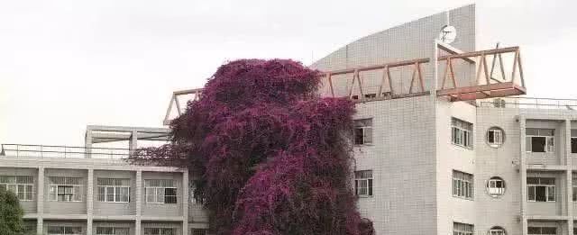 养三角梅，一口气窜到“7楼高”有多难得？广西人：这不很简单吗