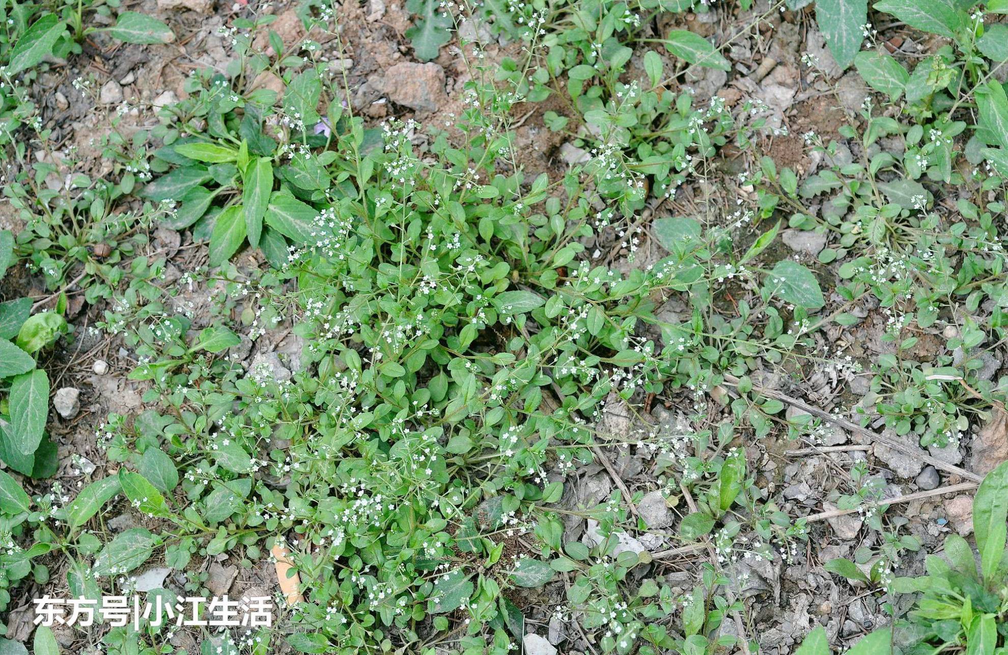 农村这种野草，价值很珍贵，过去农民用它治胃痛，人称“鸡肠”
