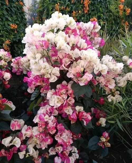  「图片作者」这6种花就是开花机器，养1盆能开200天，让你有花看