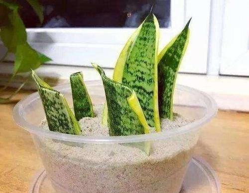 【不用】最适合卧室摆放的虎皮兰,学会繁殖,只要有一盆,再也不用买了!