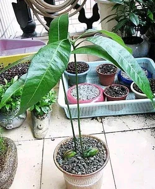 放进■我在路上捡起一座松塔,不小心把它放进了花盆里。太神奇了