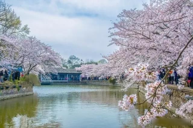  「樱花」中国这些花开成海的地方，美极了