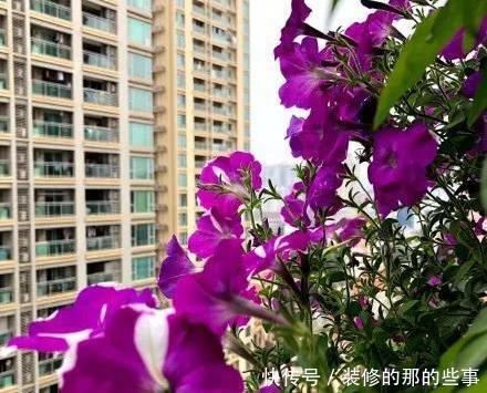 次水就行@阳台变花园,8种花现在养,半个月就爆满阳台,长的飞快花也多