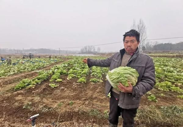 信阳一菜农20万斤白菜、30万斤萝卜滞销！救救他吧！