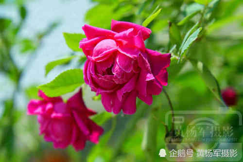  红艳：绿叶中娇美动人的花朵，阳光下红艳的月季花