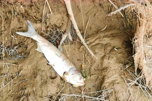 黄河水量创新高，钓友和农民却犯愁！不能钓鱼，也无法浇地