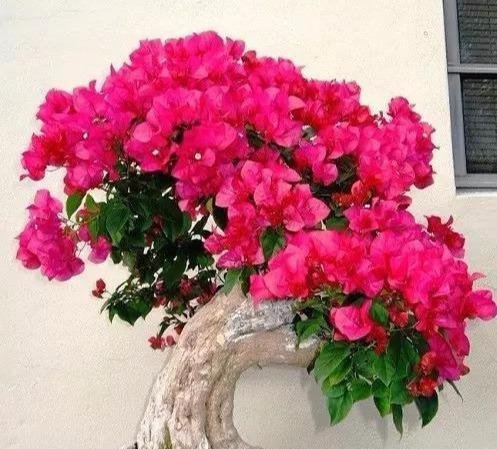  花开满@学着给“三角梅”剪几刀，花开满盆，连“叶子”都隐身啦！