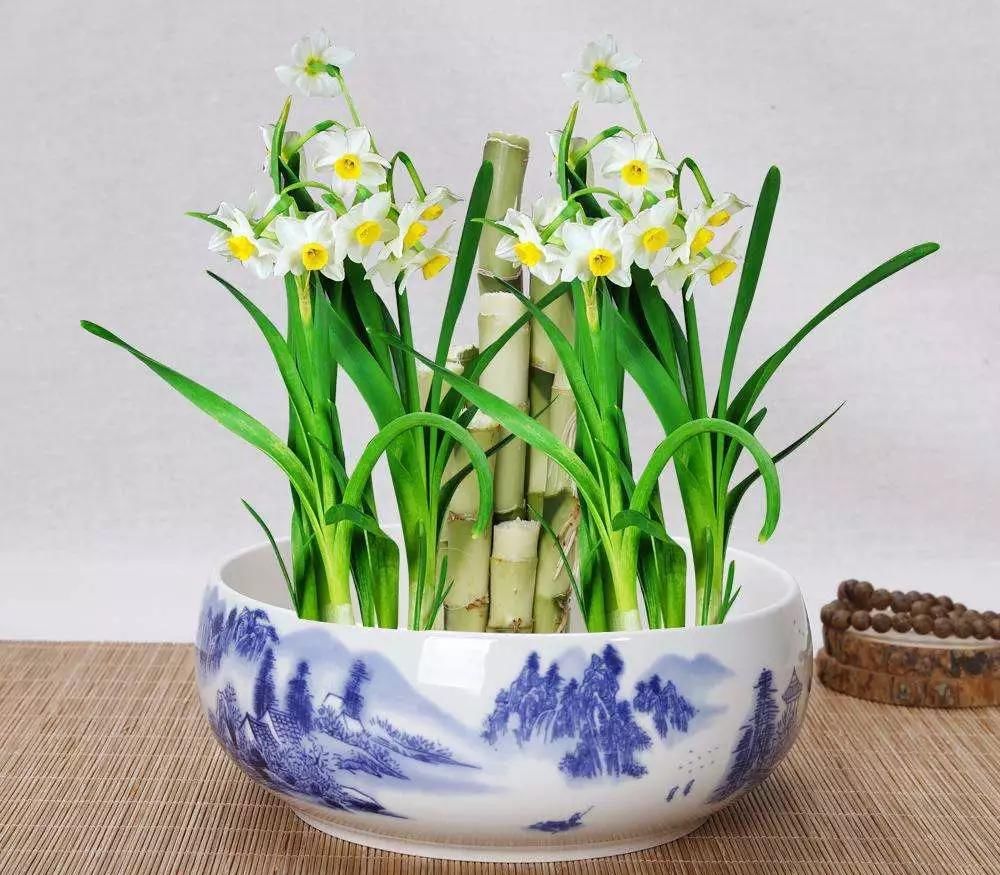  「今生」12种名花，如12位良师益友，与之相伴今生足矣！