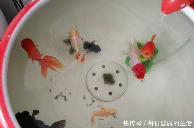 养鱼老道■纯自然方法饲养观赏鱼,过滤系统饲养观赏鱼,这两个方法哪个好