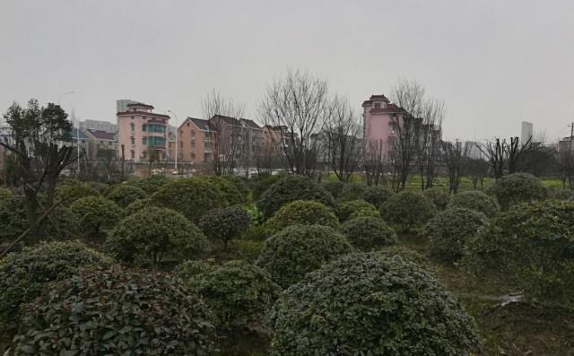 农村掀起种树热，专家不解：好端端的农田不种庄稼，为何改种树？